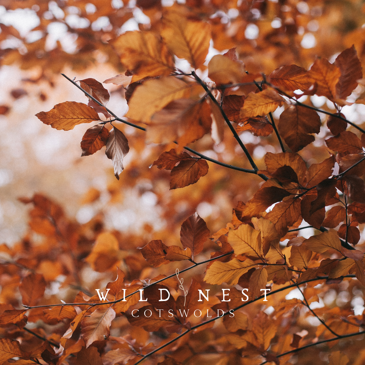 Autumn Collection
